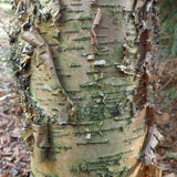 Graines Betula Alleghaniensis, Bouleau jaune