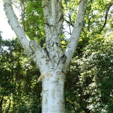 Graines Betula Utilis var. Jacquemontii, Bouleau de l'Himalaya