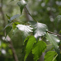 Graines Betula Platyphylla var. Japonica, Bouleau blanc japonais