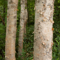 Graines Betula Platyphylla var. Japonica, Bouleau blanc japonais