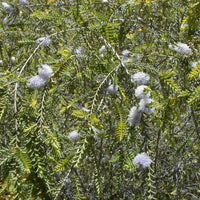 Graines Melaleuca Decussata, Myrte à feuilles croisées