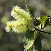 Graines Melaleuca Viridiflora