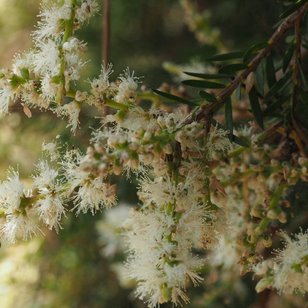 Graines Melaleuca Decora, Myrte à plume blanches