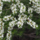 Graines Melaleuca Bracteata, Arbre à thé noir