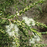 Graines Melaleuca Styphelioides, Arbre à écorce de papier épineux