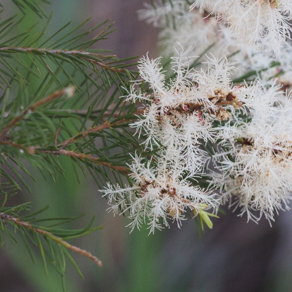 Graines Melaleuca Alternifolia, Arbre à thé