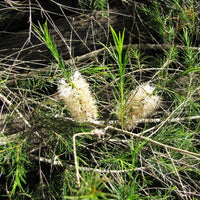 Graines Melaleuca armillaris, Myrte à miel de bracelet