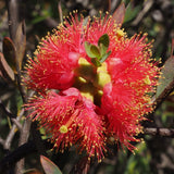 Graines Melaleuca Fulgens, Myrte écarlate