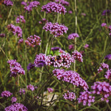 10 Graines Verbena bonariensis, Verveine de Buenos Aires