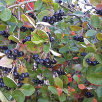 Graines Aronia Prunifolia, Aronie Pourpre