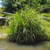 Graines Lomandra Longifolia