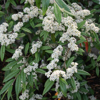 Graines Cotoneaster salicifolius, Cotonéaster à feuilles de saule