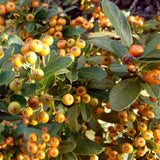 Graines Cotoneaster salicifolius, Cotonéaster à feuilles de saule