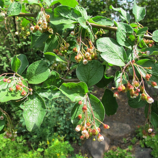 Graines Cotoneaster acutifolius, Cotonéaster de Pékin