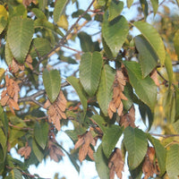 Graines Carpinus fargesii, Carpinus viminea