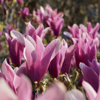 Graines Magnolia liliflora, Magnolia à fleurs de Lis