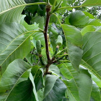 Graines Magnolia acuminata