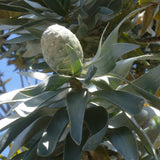 Graines Leucadendron argenteum, Arbre d'argent