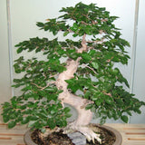 Graines Carpinus coreana, Charme de Corée