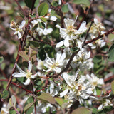 Graines Amelanchier utahensis, Amélanchier de Coville