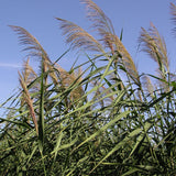 10 Graines Phragmites australis, Roseau commun