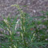 10 Graines Artemisia vulgaris, Armoise