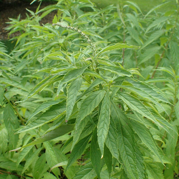 Graines Elsholtzia stauntonii, Menthe en arbre