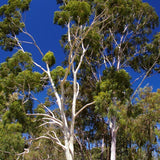 Graines Corymbia citriodora, Eucalyptus citriodora