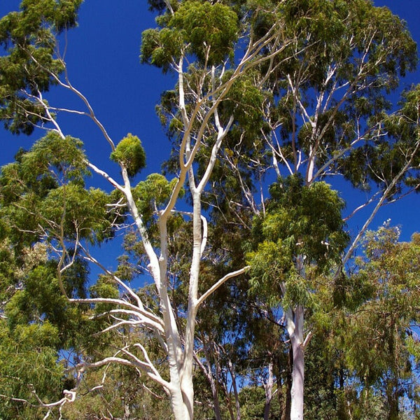 Graines Corymbia citriodora, Eucalyptus citriodora