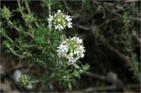 10 Graines Thymus baeticus, Thym bétique