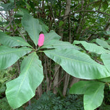 Graines Magnolia Tripetala, Magnolia Parasol