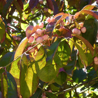 Graines Euonymus grandiflorus