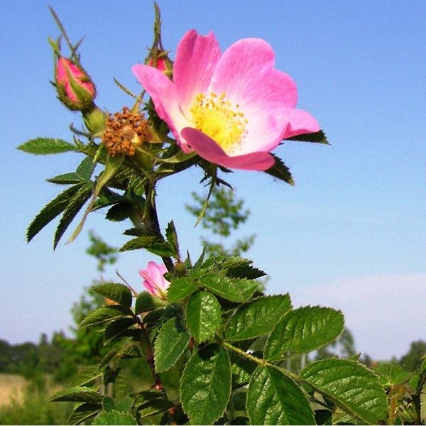 Graines Rosa Rubiginosa, Rosier rouillé