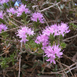 10 Graines Thymbra capitata, Thym à têtes