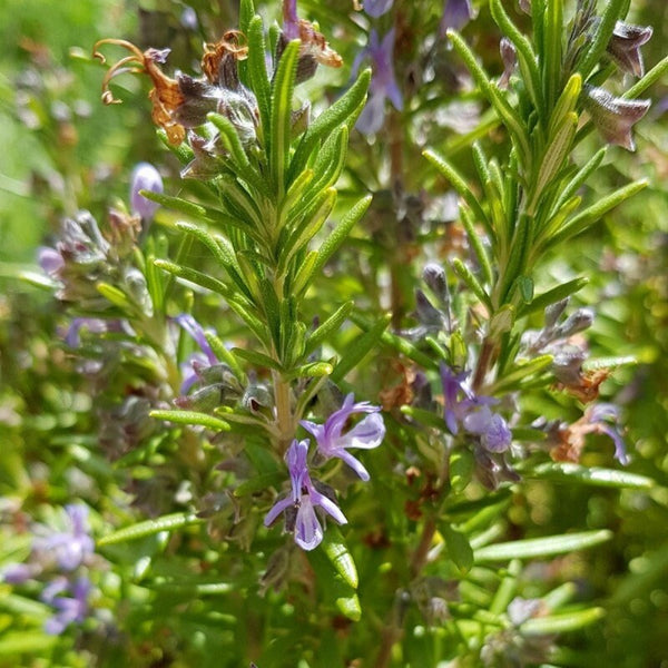 Graines Rosmarinus officinalis, Salvia rosmarinus, Romarin