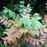 Graines Rhus coriaria, Sumac des corroyeurs