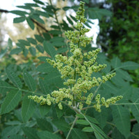 Graines Rhus coriaria, Sumac des corroyeurs