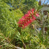 Graines Callistemon rigidus, Rince-bouteille rigide