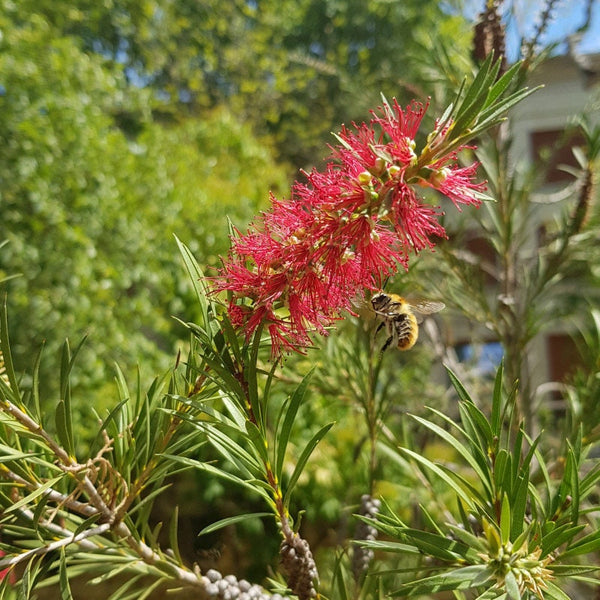 Graines Callistemon rigidus, Rince-bouteille rigide