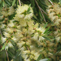 Graines Callistemon sieberii, Rince-bouteille