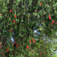 Graines Callistemon speciosus, Rince-bouteille