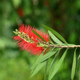 Graines Callistemon speciosus, Rince-bouteille