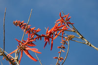 Graines Erythrina rubrinervia