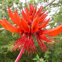 Graines Erythrina arborescens