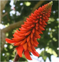 Graines Erythrina livingstoniana