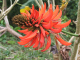 Graines Erythrina variegata