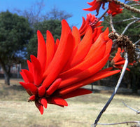 Graines Erythrina lysistemon