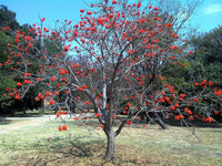 Graines Erythrina lysistemon