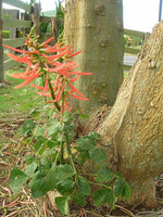 Graines Erythrina berteroana