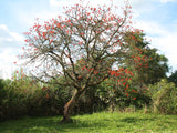 Graines Erythrina abyssinica, Arbre de corail d'Abyssinie